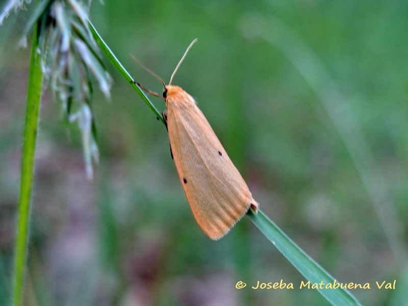 Cybosia mesomella - Erebidae? S